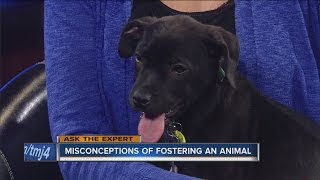 Ask The Expert: Misconceptions of fostering an animal
