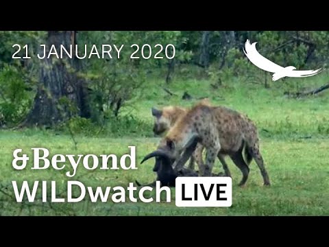 WILDwatch Live  21 January 2021  Afternoon Safari  South Africa  Part One