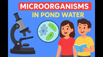 Observation of Microorganisms in Pond Water Under a Compound Microscope | Biology Practical