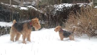 Airedale Terrier Lenny & Welsh Terrier Martin #11