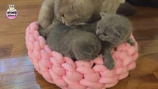 British Shorthair Cat Mom Doesn't Let Her Kittens Stay Alone ️ Cute Kitten Yawns, Bites and Fusses!