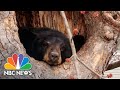 Bear finds home in tree of connecticut backyard