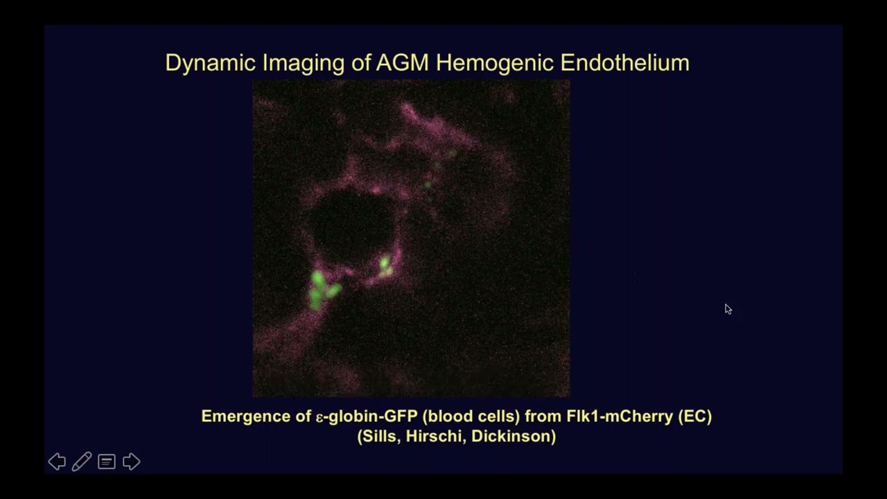 Regulation of Endothelial Cell Specialization