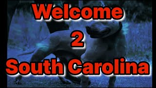 South Carolina Dog Fighting Probe From the Beginning .....#dog #apbt #workingdog