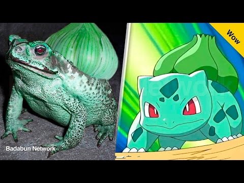 Vídeo: Pikachu Una Vez Tuvo Otra Evolución, Con Grandes Colmillos Y Cuernos