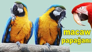 Macaw Ara Papağanı Sesi Ötüşü