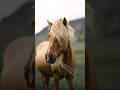 The horses in Iceland are just the most photogenic 📸