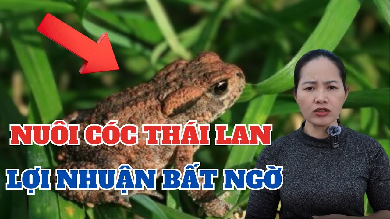 Nuôi Cóc Thái Lan – Lợi Nhuận Bất Ngờ!