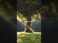 Sahiba 笨ィ Lyrics Video Aesthetic Lyricvideo Foryou Aestheic Music Sahiba 笨ィ Lyrics Video Aesthetic Lyricvideo Foryou Aestheic Music