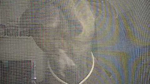 Sheila - chase of the fly