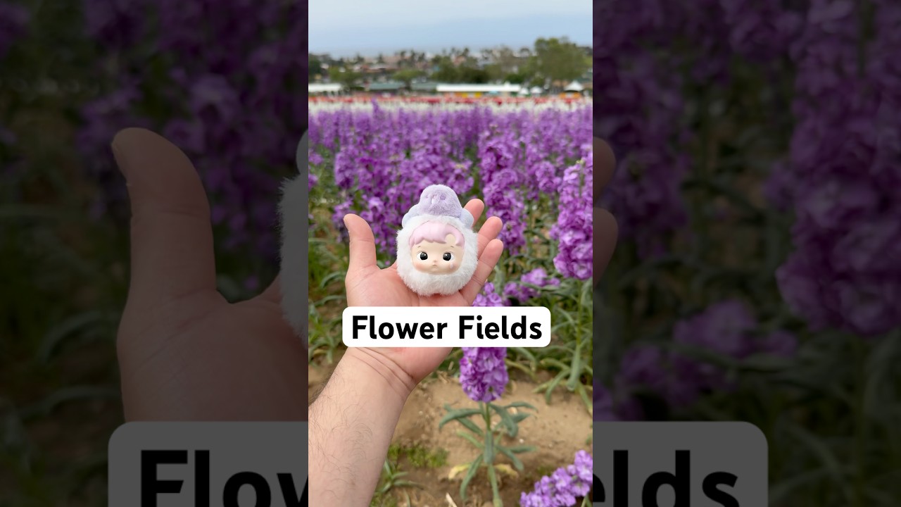 Flower Fields! 🪻🌸 