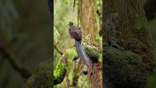 Mysterious Forest Birds with Extraordinary Tails | Rare Tropical Bird Species