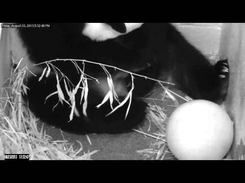 Video: Is mei xiang bevallen?