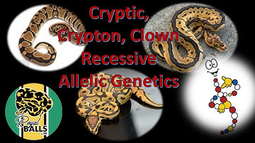 Ball Python Breeding; Cryptic Crypton Clown