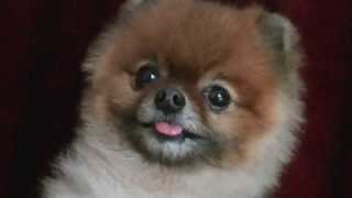 Cilla the Pom does GREAT Tricks by Cilla the Pom 260 views 10 years ago 1 minute, 12 seconds