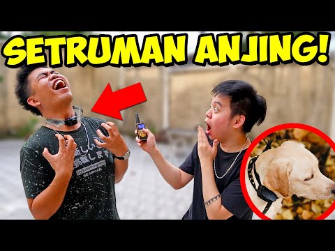 MERASAKAN SAKITNYA SETRUMAN ANJING! *jangan ditiru*