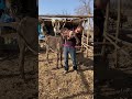 Archimede est un donkey  qui est arriv tout seul au refuge animaux maroc sauvetage parrainage