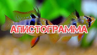 АПИСТОГРАММА. СОДЕРЖАНИЕ И РАЗВЕДЕНИЕ В АКВАРИУМЕ