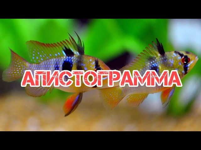 АПИСТОГРАММА. СОДЕРЖАНИЕ И РАЗВЕДЕНИЕ В АКВАРИУМЕ
