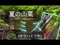 【山菜採り】夏でもとれる山菜！粘って美味しいミズ(ウワバミソウ)の収穫です。