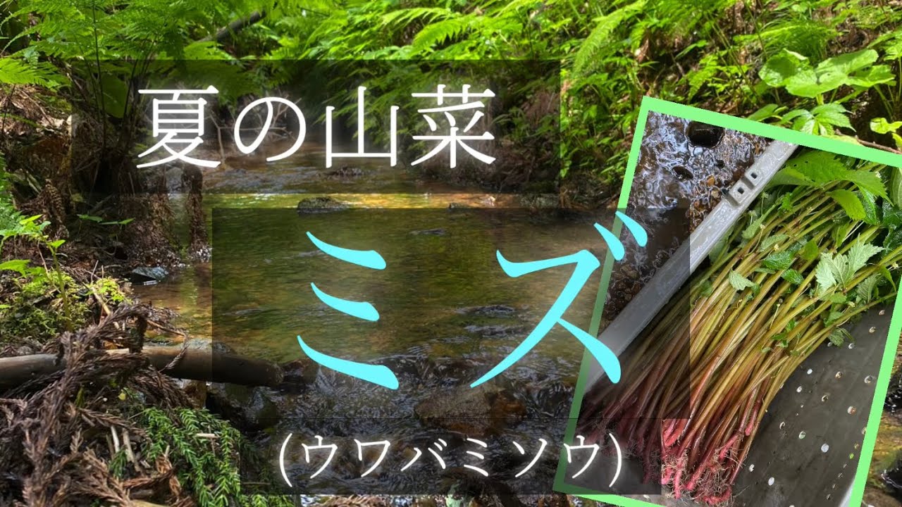 山菜採り 夏でもとれる山菜 粘って美味しいミズ ウワバミソウ の収穫です Youtube