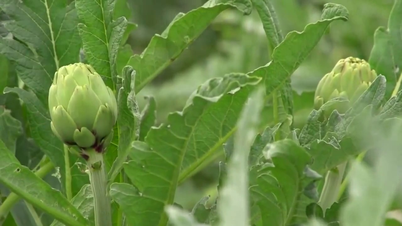 Video of CATRAL, Costa Blanca,  Spain