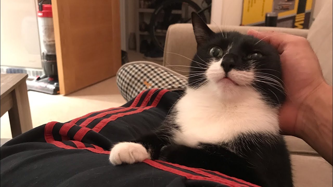 CAT LOVES GETTING PETTED BY OWNER YouTube