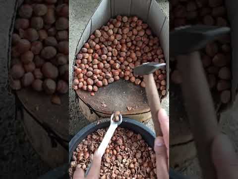 تكسير البندق