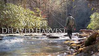 Navigating Cold Currents: Winter Delayed Harvest Fly Fishing