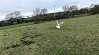 Chicken flight across field