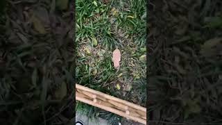 Em Gái Nữ Chủ Tịch Xinh Như Diễn Viên Jav Nhật Bản