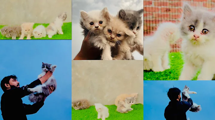 Video 2511341: persian kitten animal, beautiful persian kitten, royal canin