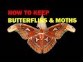 How to keep  Butterflies and Moths (Weird and Wonderful Pets Episode 4 of 15)