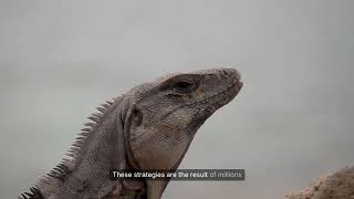 Camouflage Masters: Animals That Can Disappear