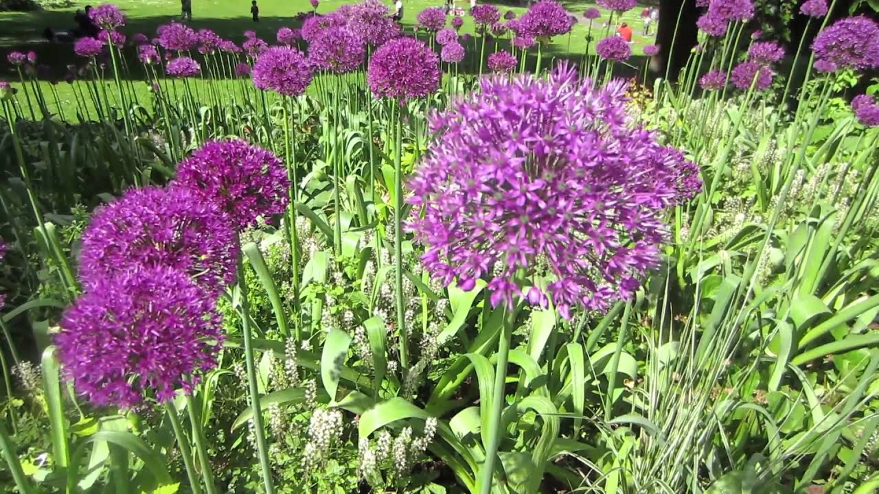幻シリーズ Hana咲く 第7弾 アリウム ギガンチューム Youtube
