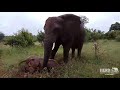 Elephant Allomother, Bubi & Baby, Khanyisa Bond Sweetly in the Sand 💖🐘