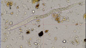 nematode molting