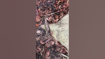 Girdling roots Keep an eye out for these they can strangle your tree