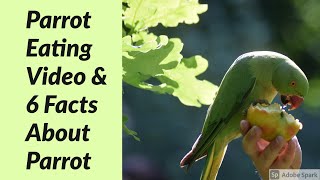 Parrot Eating Video : 6 FACTS About Parrot | Pet (Pattu) | Life Of Survivalism