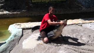 Alligator wrestling