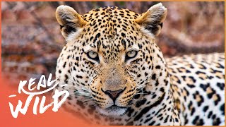 How Do You Track The Smartest Big Cat? | Leopard Documentary | Real Wild screenshot 2