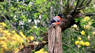 Birds Singing In Spring | Copyright Free Nature Sounds