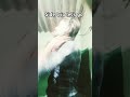 Side Trip Let S Go Dj Remix Music Song New YouTube Shorts Video 2024 