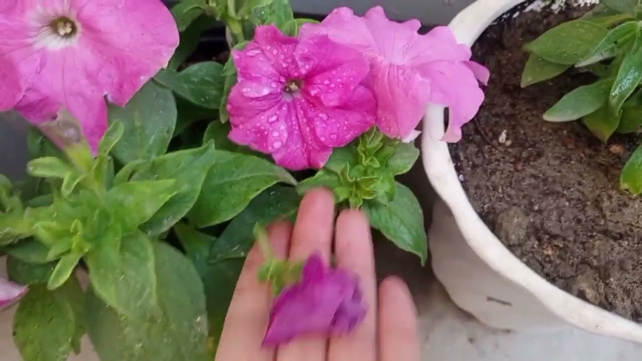 نمو النباتات الخارجية و الموسمية الشتائية🍀🍃