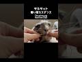 奪い取り系モルモット