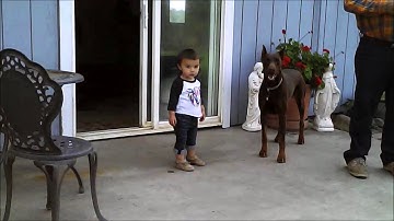 Protocol Dronium Two Camera