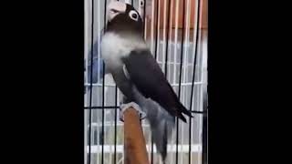 WOOOW !!! Suara Burung Lovebird BATMAN ngekek PANJANG cocok untuk MASTERAN