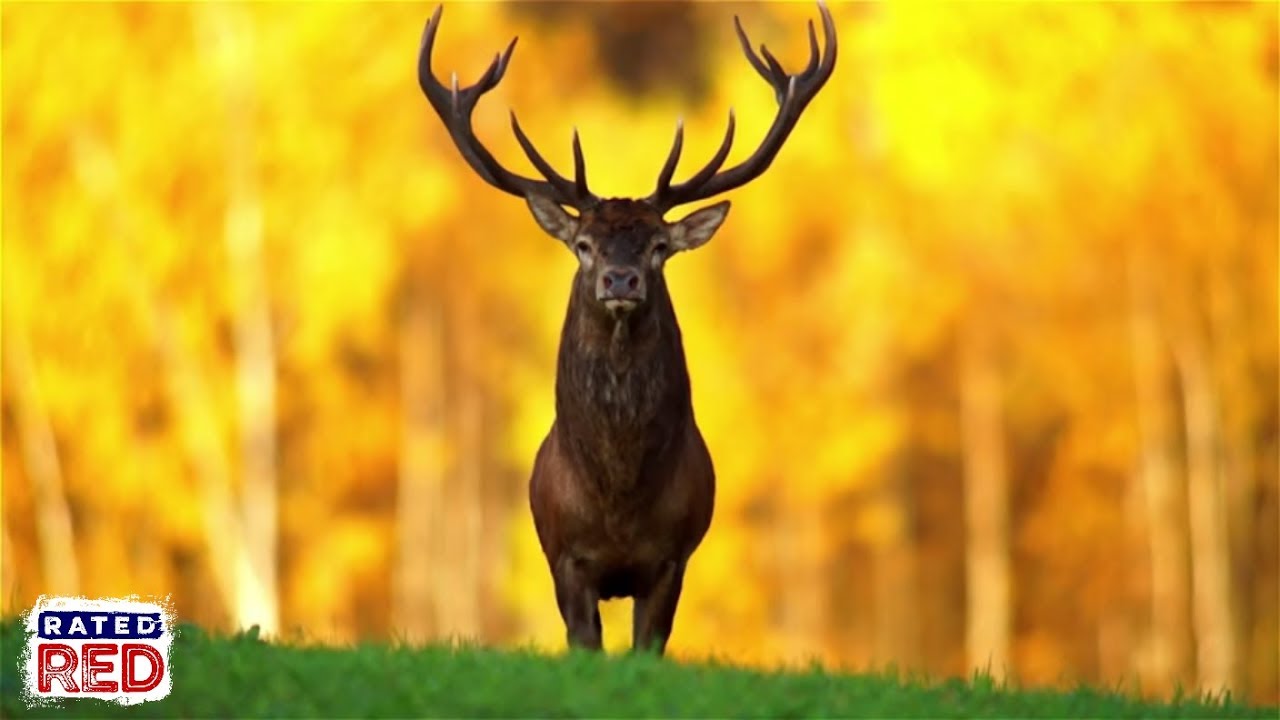 The 5 Best States for Hunting Deer YouTube