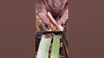 The process of extracting banana fiber, which can be woven into rope #traditionalcrafts #shorts