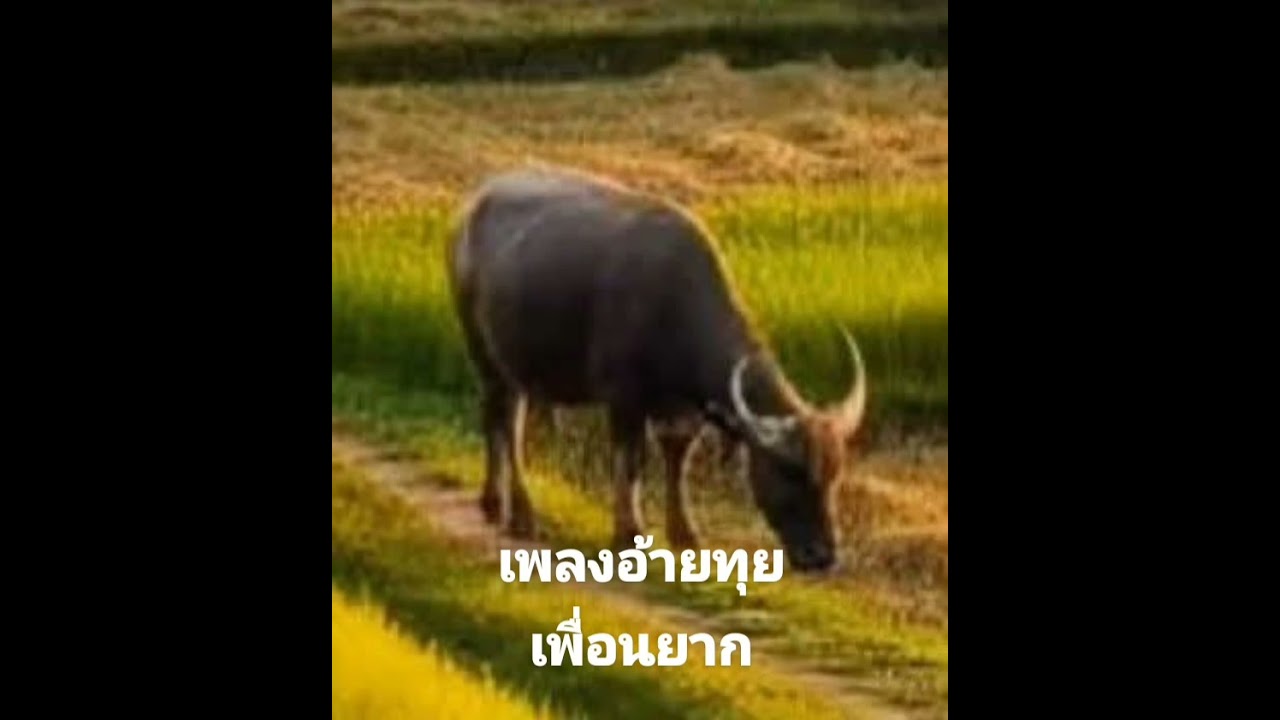 เพลงอ้ายทุยเพื่อนยาก